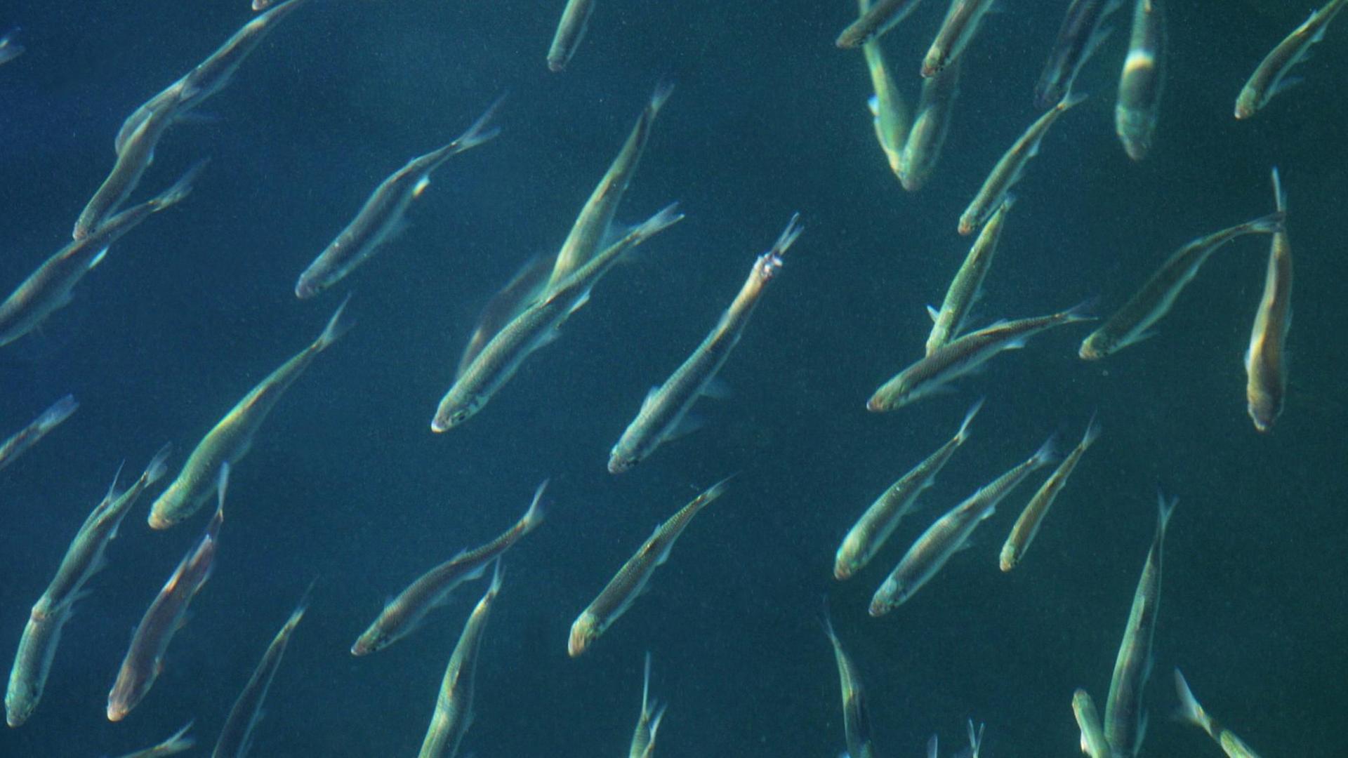 Junge Heringe schwimmen in Kristianopel (Gemeinde Karlskrona) in der Provinz Blekinge in Schweden. Junge Heringe schwimmen in Kristianopel (Gemeinde Karlskrona) in der Provinz Blekinge in Schweden.