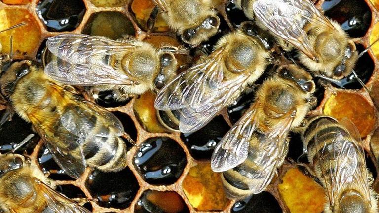 Eine Honigwabe mit Arbeitsbienen Eine Honigwabe mit Arbeitsbienen
