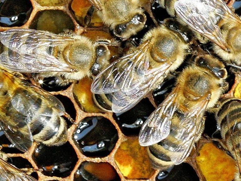 Eine Honigwabe mit Arbeitsbienen