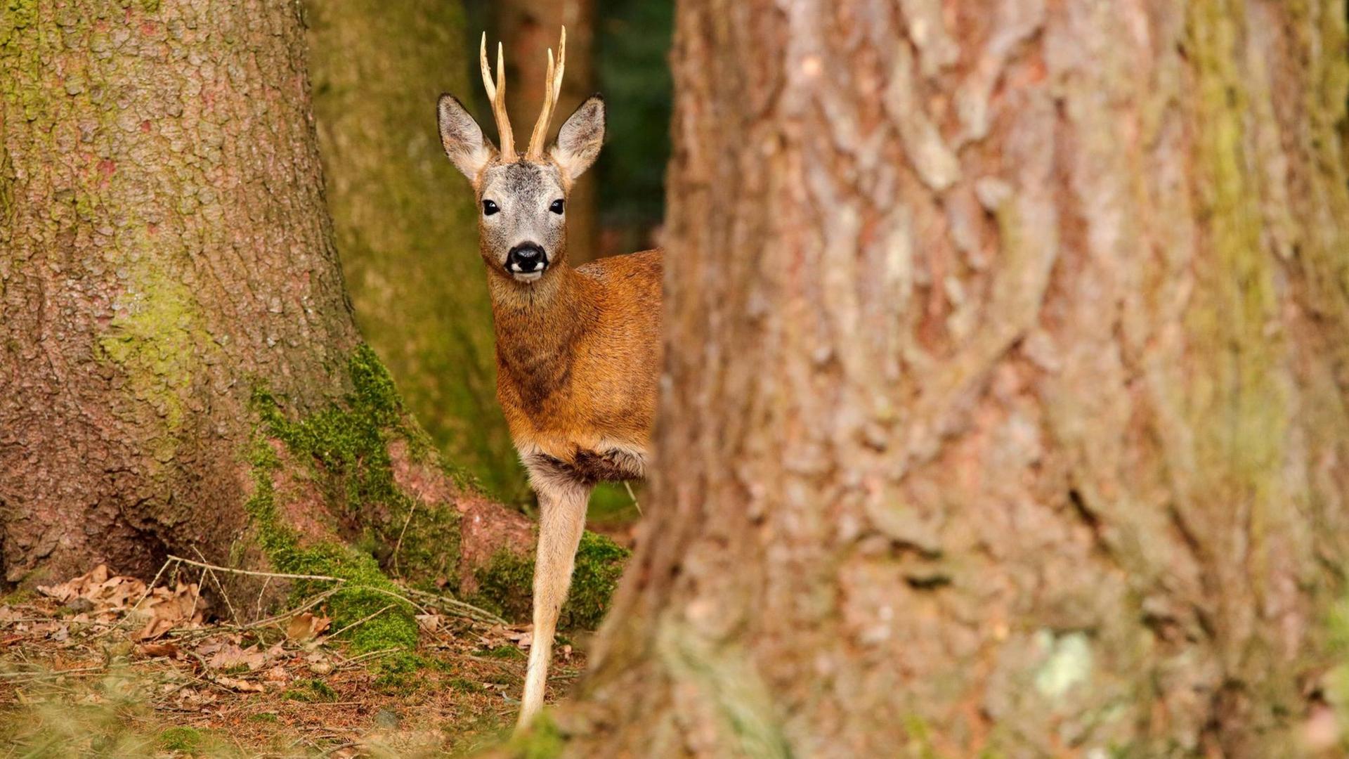 Ein Rehbock schaut hinter einem Baumstamm im Wald hervor. Ein Rehbock schaut hinter einem Baumstamm im Wald hervor.