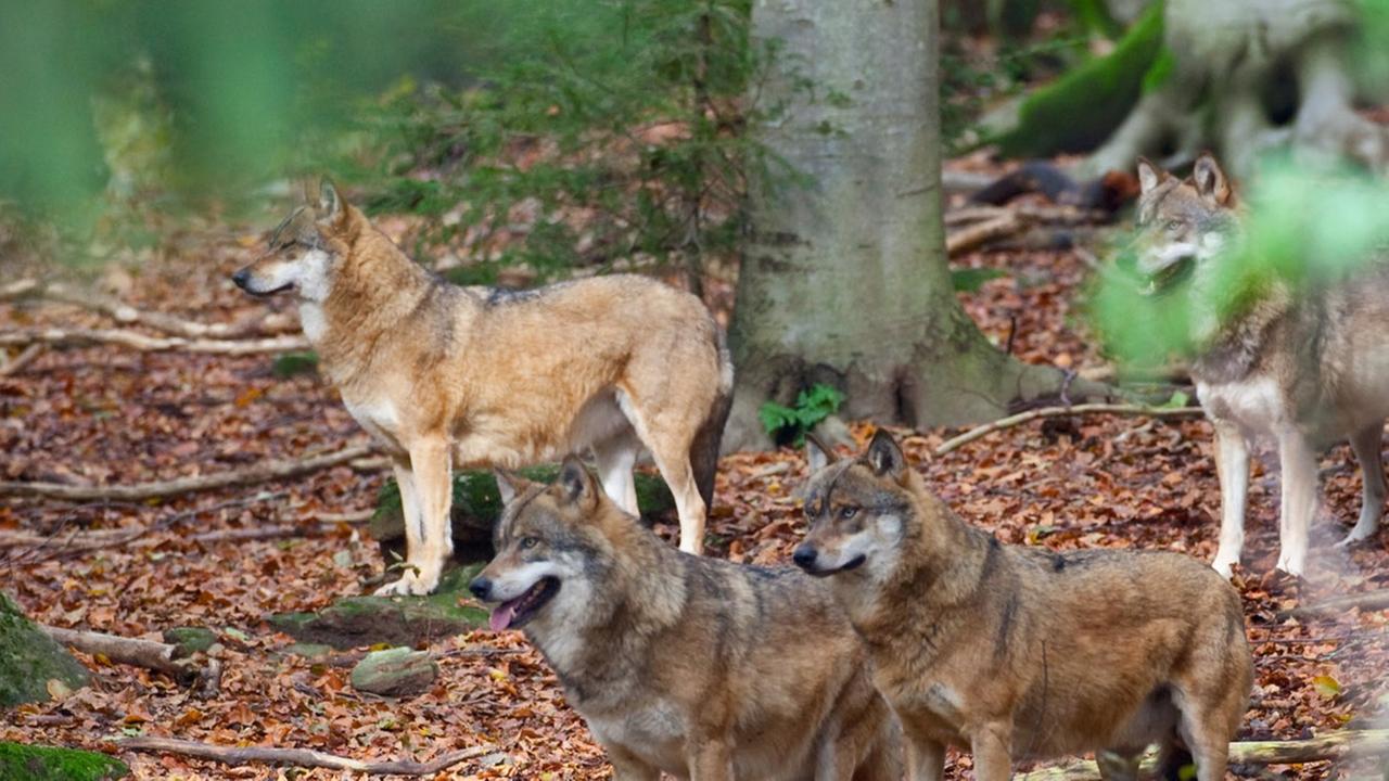 Ein Rudel Wölfe im Tier-Freigelände im Nationalpark Bayerischer Wald