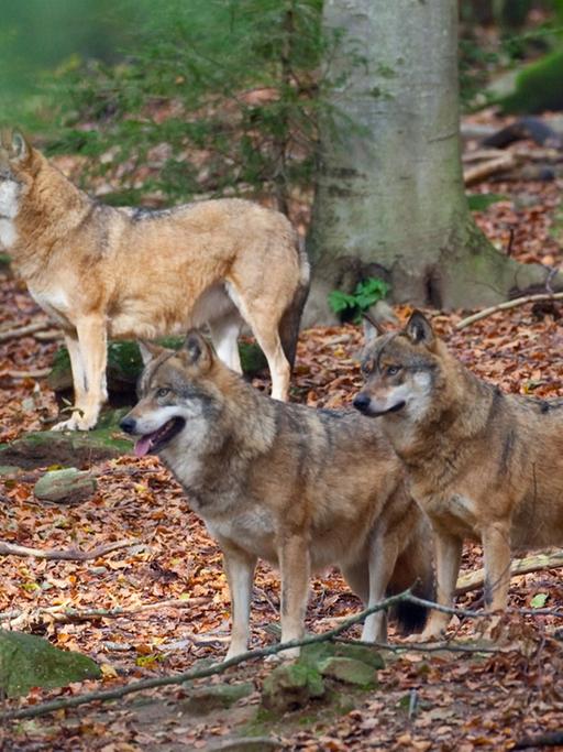Ein Rudel Wölfe im Tier-Freigelände im Nationalpark Bayerischer Wald