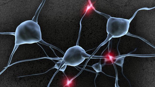 Nervenzellen, Neuronen und Synapsen im Gehirn