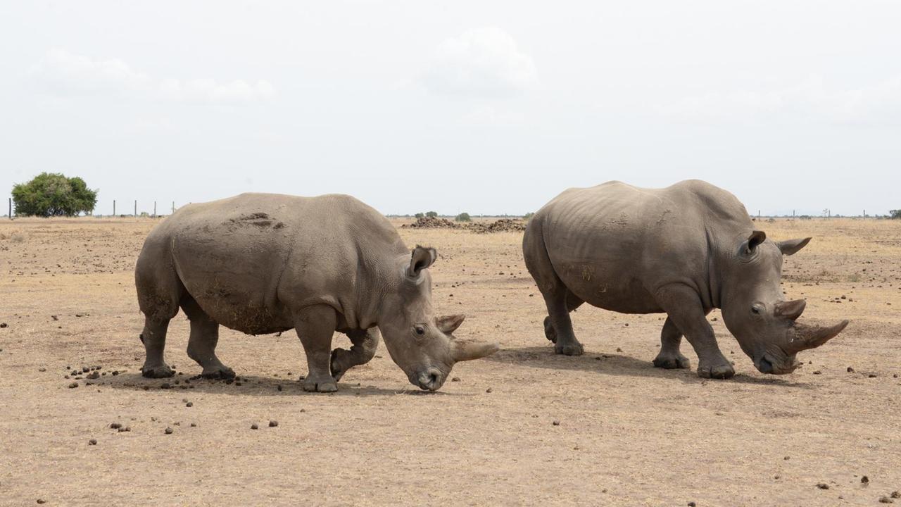 03.03.2018, Kenia, Nynyuki: Eines der beiden letzten verbliebenen weiblichen Nördlichen Breitmaulnashörner (l) und das weibliche südliche Breitmaulnashorn Tauwa stehen in dem Wildtierreservat Ol Pejeta nebeneinander. Foto: Gioia Forster/dpa | Verwendung weltweit 03.03.2018, Kenia, Nynyuki: Eines der beiden letzten verbliebenen weiblichen Nördlichen Breitmaulnashörner (l) und das weibliche südliche Breitmaulnashorn Tauwa stehen in dem Wildtierreservat Ol Pejeta nebeneinander. Foto: Gioia Forster/dpa | Verwendung weltweit
