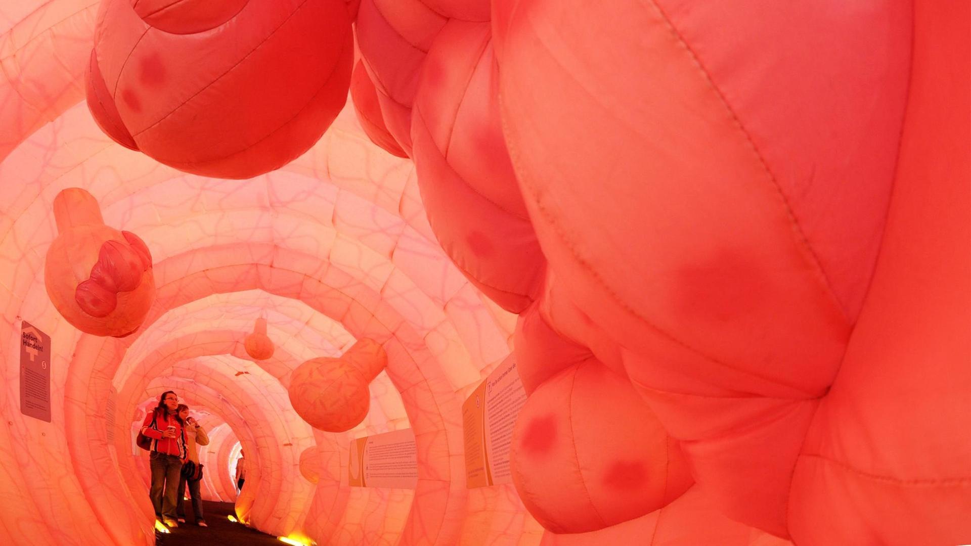 Besucher betrachten am Dienstag Wucherungen und Polypen in der 30 Meter langen Nachbildung eines menschlichen Darmes in Dresden. Das begehbare, etwa drei Meter hohe Modell soll für die Darmkrebs-Vorsorge werben. Gezeigt werden die Funktionen des Verdauungsorganes und mögliche Erkrankungen.