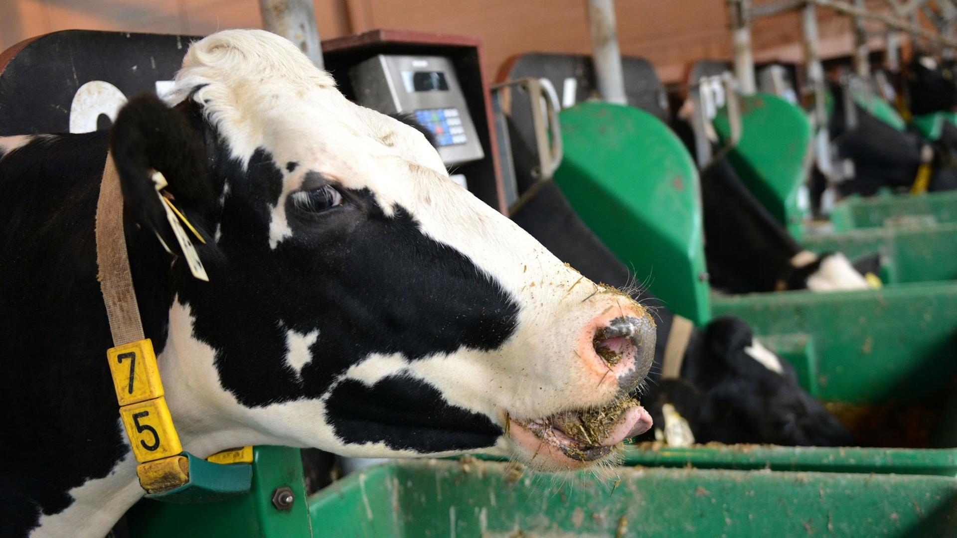 Kühe im Versuchsstall der Landwirtschaftskammer Nordrhein-Westfalen in Kleve Kühe im Versuchsstall der Landwirtschaftskammer Nordrhein-Westfalen in Kleve