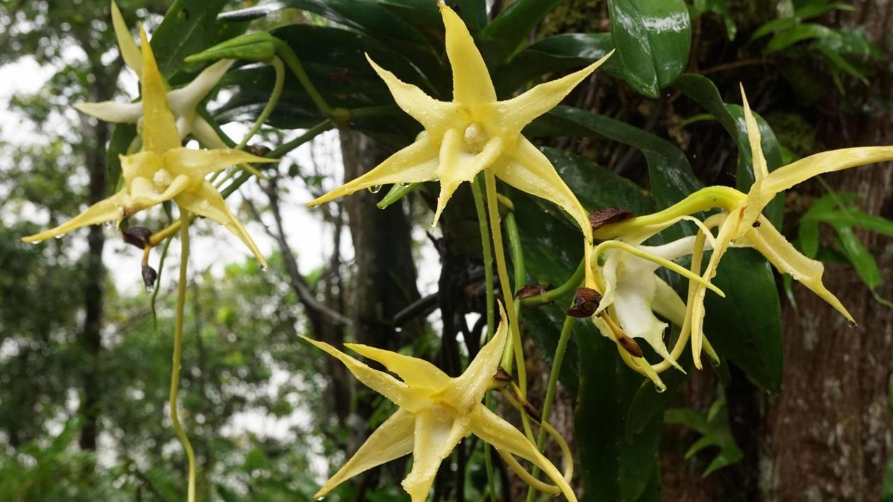 Der Stern von Madagaskar (Angraecum sesquipedale) wächst am Baumstamm im Regenwald, in Ost-Madagaskar. Der Stern von Madagaskar (Angraecum sesquipedale) wächst am Baumstamm im Regenwald, in Ost-Madagaskar.