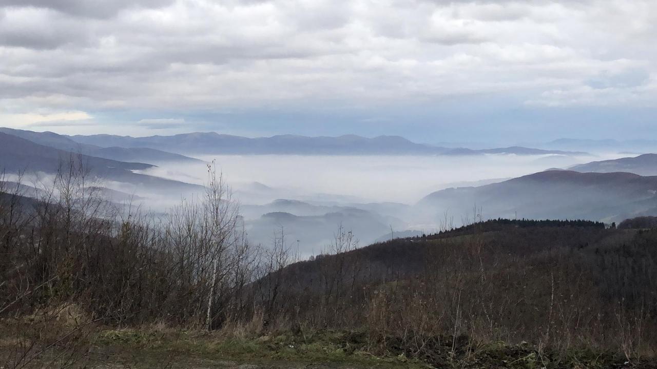 Wald und Nebelstimmung nahe der kroatischen Grenze 