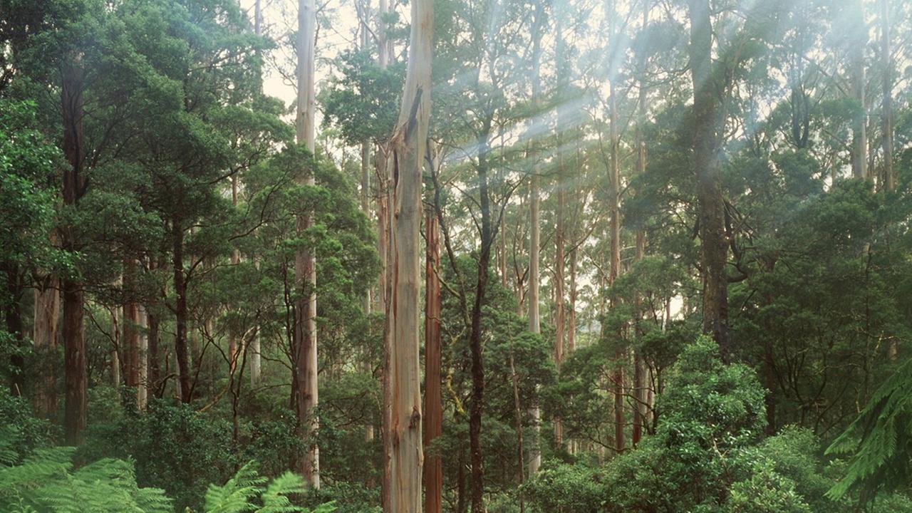 Regenwald auf Tasmanien Regenwald auf Tasmanien