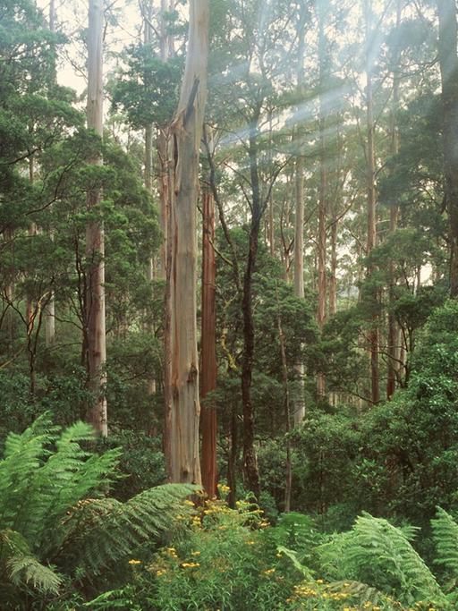 Regenwald auf Tasmanien