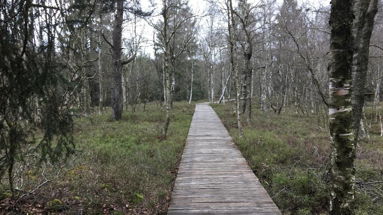 Ein Bohlenpfad führt durchs "Rote Moor" in der Rhön. Rechts und links stehen Bäume. Ein Bohlenpfad führt durchs "Rote Moor" in der Rhön. Rechts und links stehen Bäume.