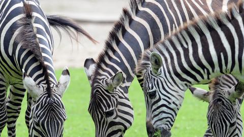 Drei Zebras grasen im Tierpark in Cottbus.