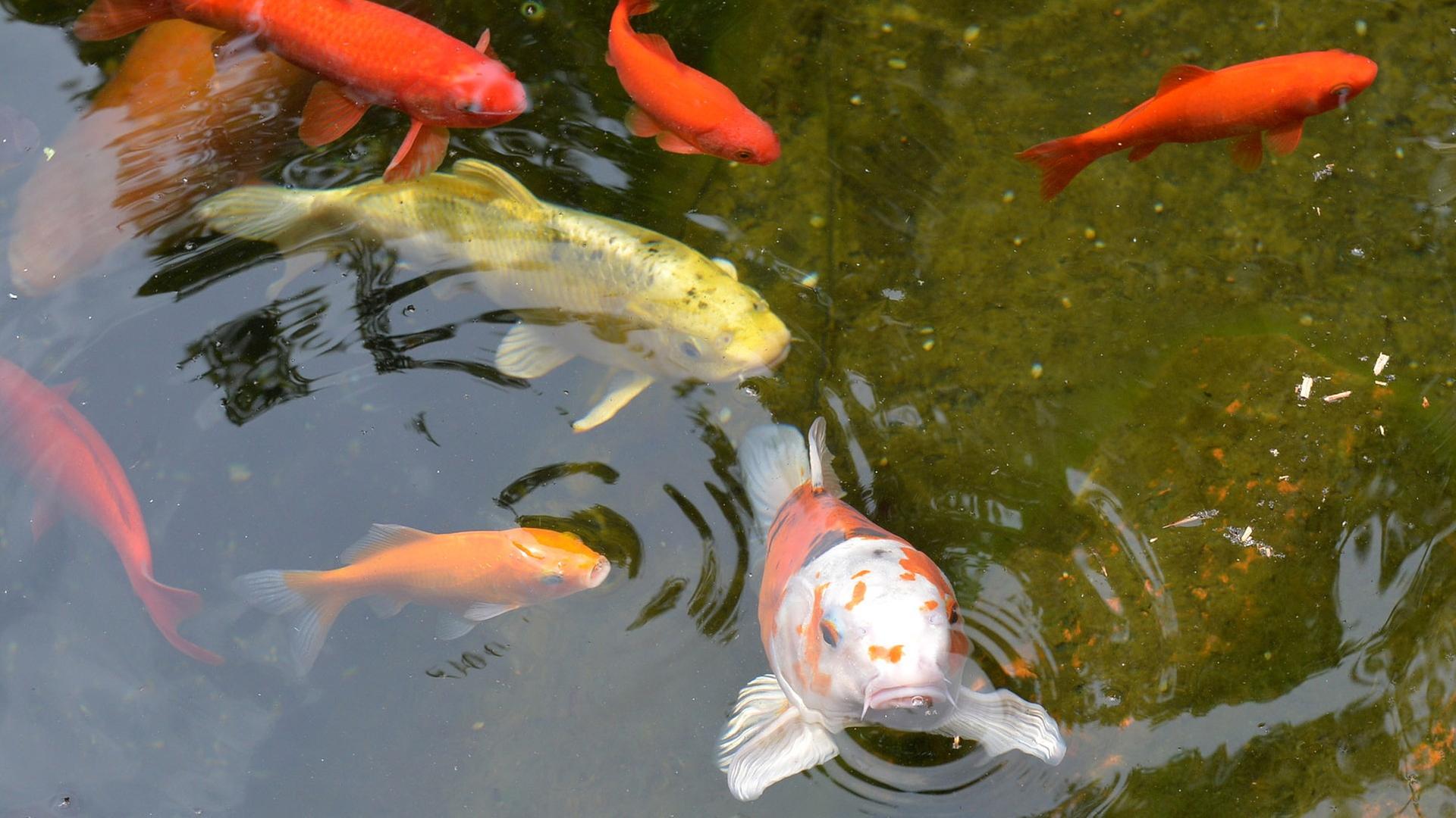 Kois und Goldfische im Teich, Aurich 2014 Kois und Goldfische im Teich, Aurich 2014