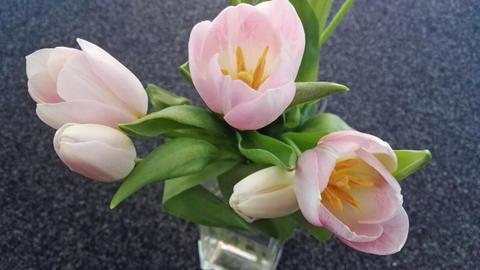 Rosafarbene Tulpen blühen in einer Vase