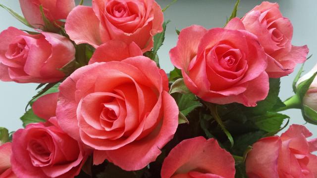 Ein Strauß rosafarbener Rosen.