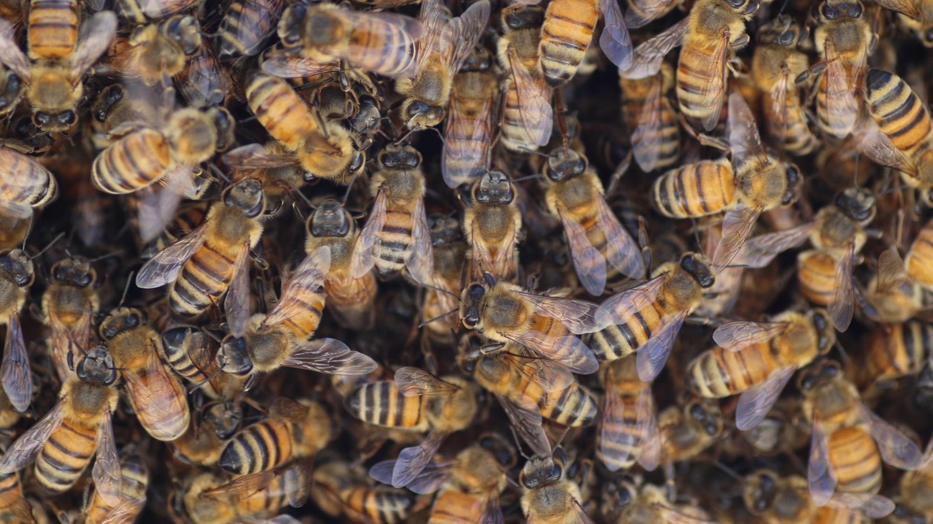 Übereinander wuselnde Bienen. Übereinander wuselnde Bienen.