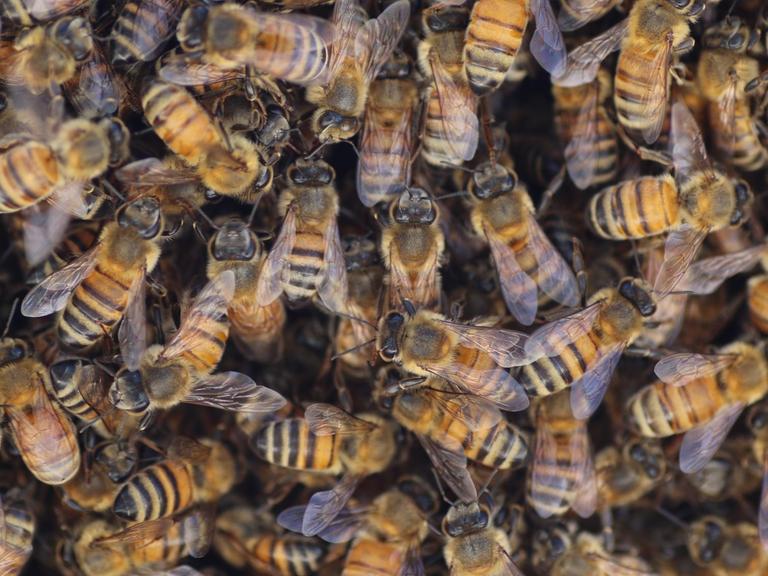 Übereinander wuselnde Bienen.