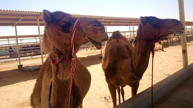 Kamele auf einer Farm in der Nähe von Dubai.