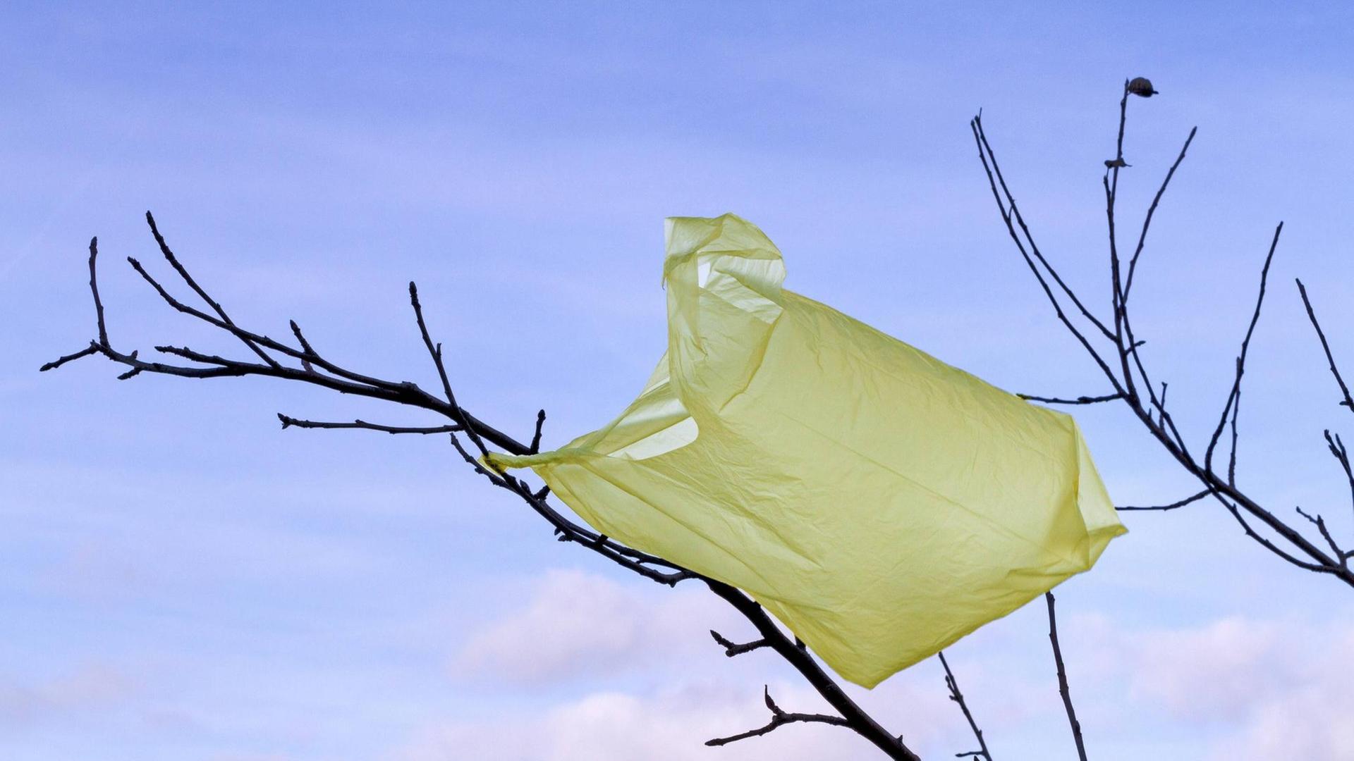 Eine gelbe Plastiktüte hängt in den blätterlosen Ästen eines Baums. Eine gelbe Plastiktüte hängt in den blätterlosen Ästen eines Baums.
