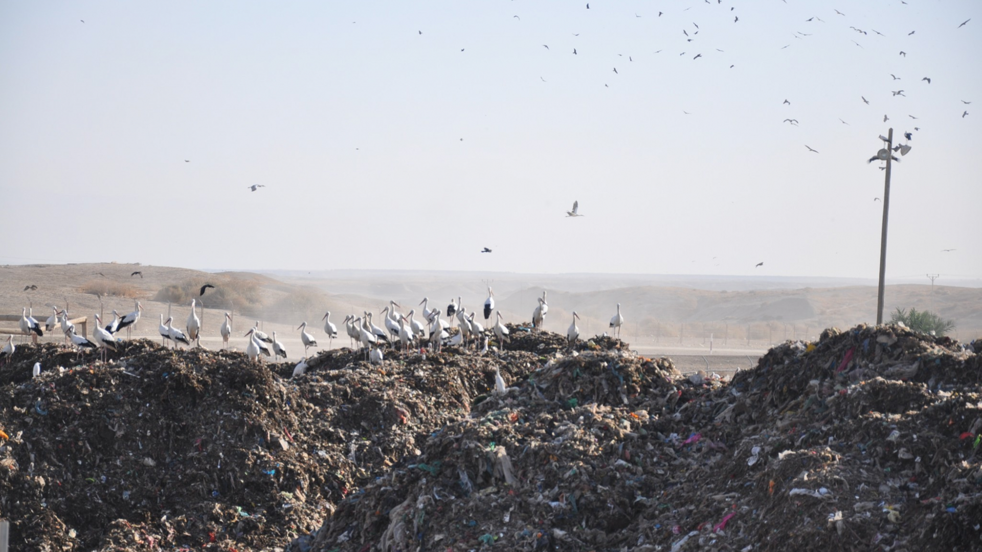 Stinkende Müllhalde im Westjordanland