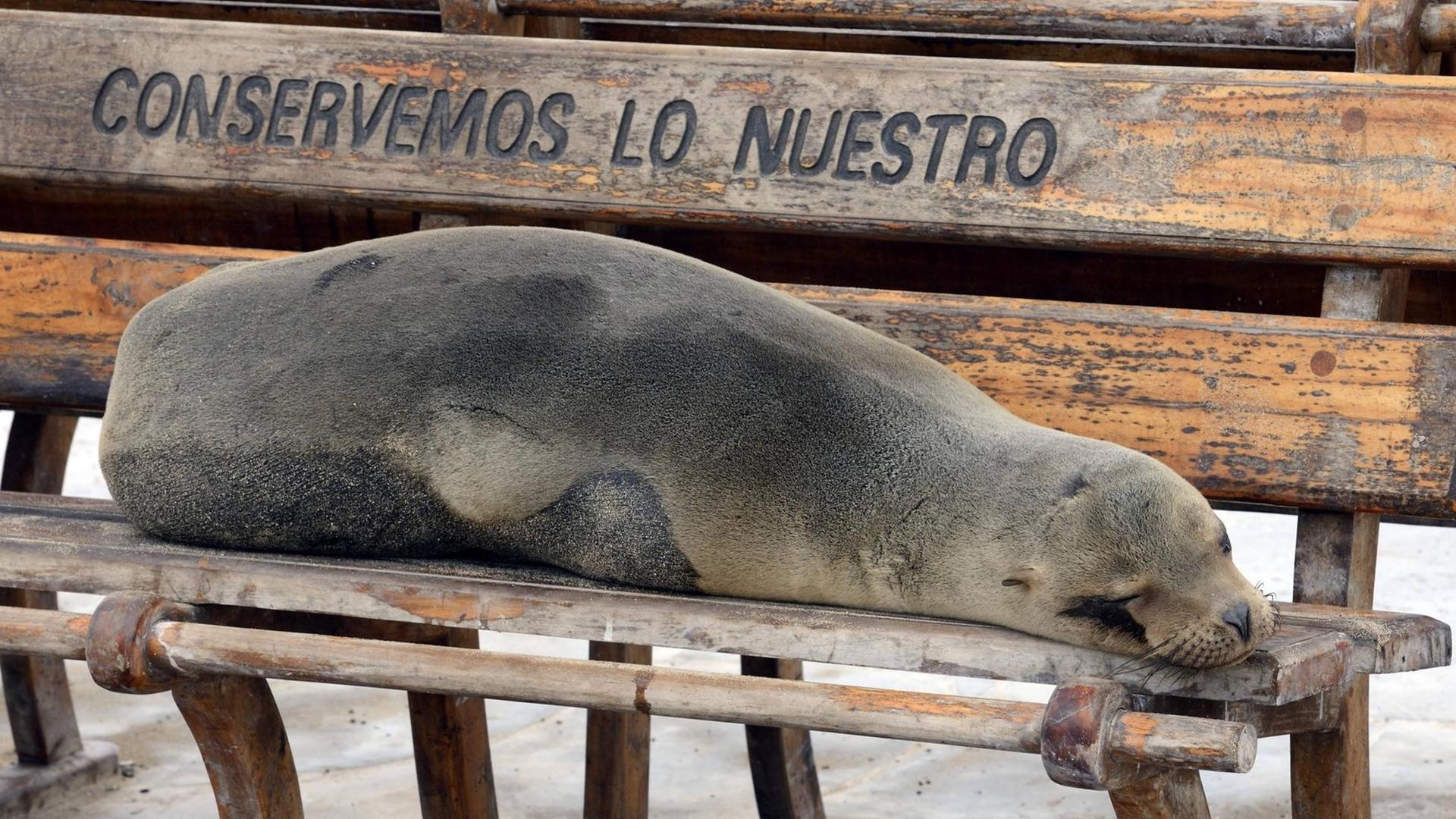 Ein Galapagos-Seeloewe schläft auf einer Sitzbank in Puerto Baquerizo Moreno, Ecuador, Galapagos-Inseln. Ein Galapagos-Seeloewe schläft auf einer Sitzbank in Puerto Baquerizo Moreno, Ecuador, Galapagos-Inseln.
