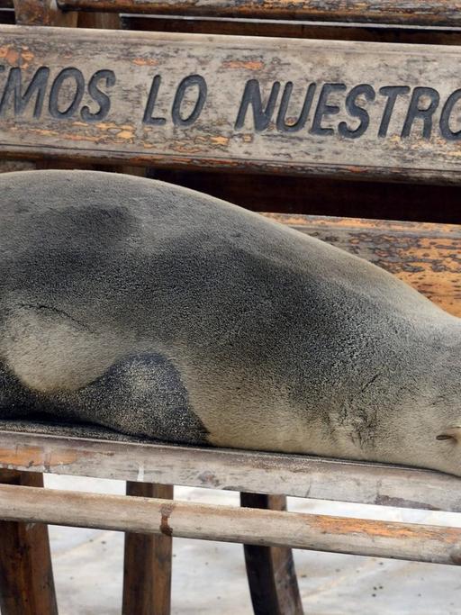 Ein Galapagos-Seeloewe schläft auf einer Sitzbank in Puerto Baquerizo Moreno, Ecuador, Galapagos-Inseln.