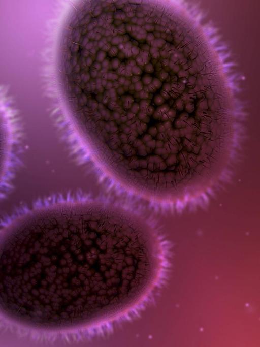 Mikroskopische Ansicht von Pockenviren. Zu sehen sind lila eingefärbte eiförmige Gebilde mit kleinen Härchen Rand.