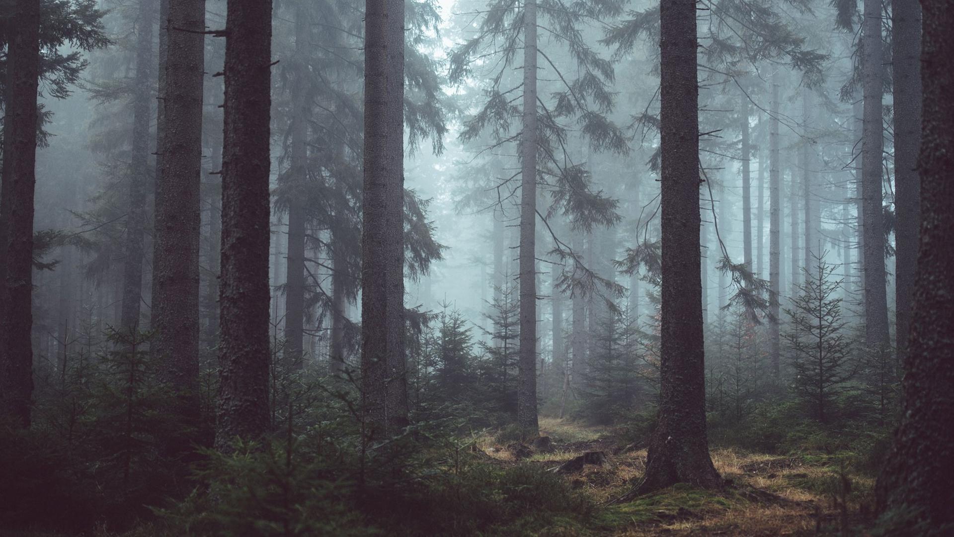 Fast 50 Prozent der deutschen Wälder befinden sich in Privatbesitz. Fast 50 Prozent der deutschen Wälder befinden sich in Privatbesitz.
