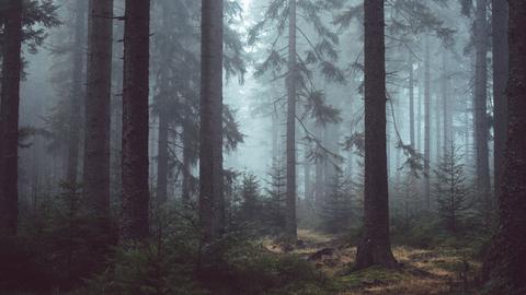 Fast 50 Prozent der deutschen Wälder befinden sich in Privatbesitz.