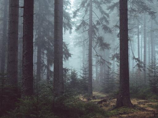 Fast 50 Prozent der deutschen Wälder befinden sich in Privatbesitz.