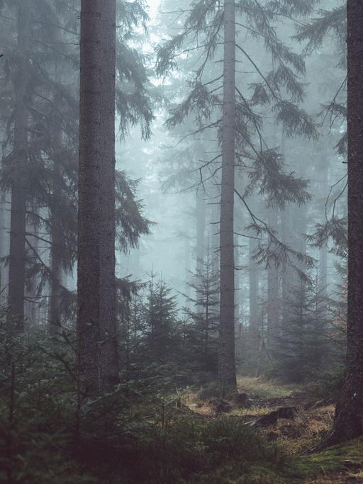 Fast 50 Prozent der deutschen Wälder befinden sich in Privatbesitz.