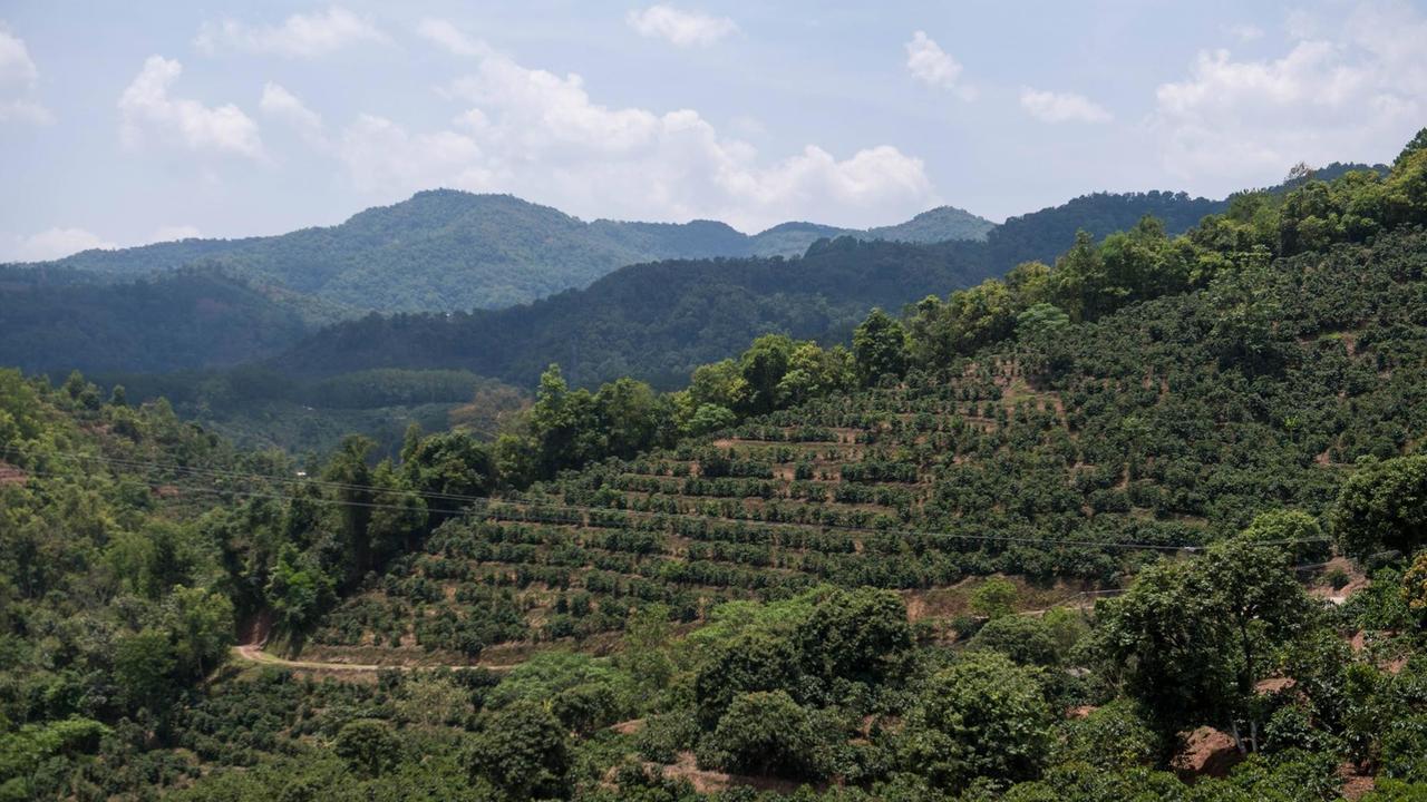 (180512) -- PU ER, May 12, 2018 -- This photo taken on May 9, 2018 shows a coffee plantation in Pu er, southwest China s Yunnan Province. Yunnan Province produces over 95 percent of China s coffee. In Pu er, a key production area, the coffee industry offers a promising business alternative as it grows bigger and more globalized under a modern agricultural management. ) (lmm) CHINA-YUNNAN-AGRICULTURE-BUSINESS-COFFEE (CN) HuxChao PUBLICATIONxNOTxINxCHN  