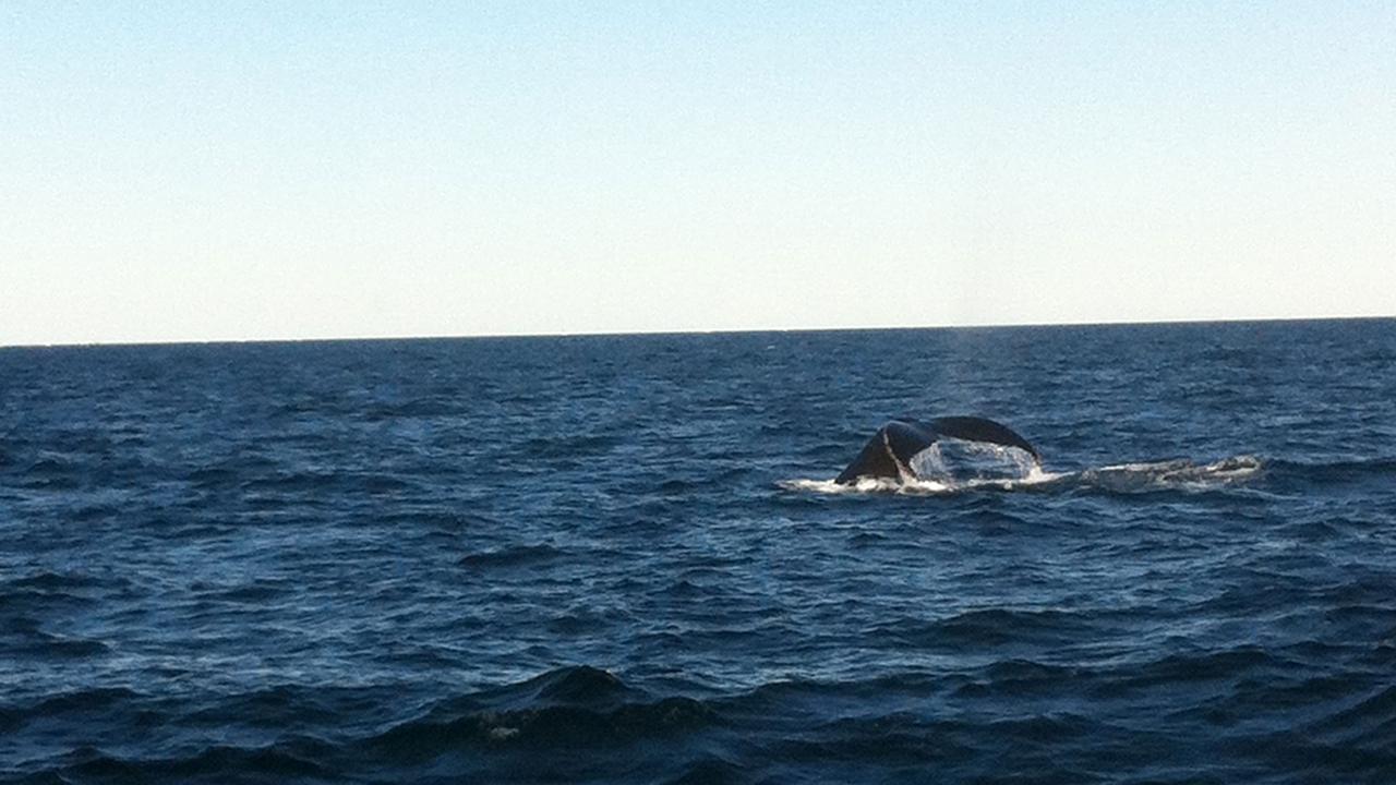 Jedes Frühjahr kehren die Buckelwale aus ihrem Winterquartier in der Karibik in die Gewässer um Neuengland zurück.