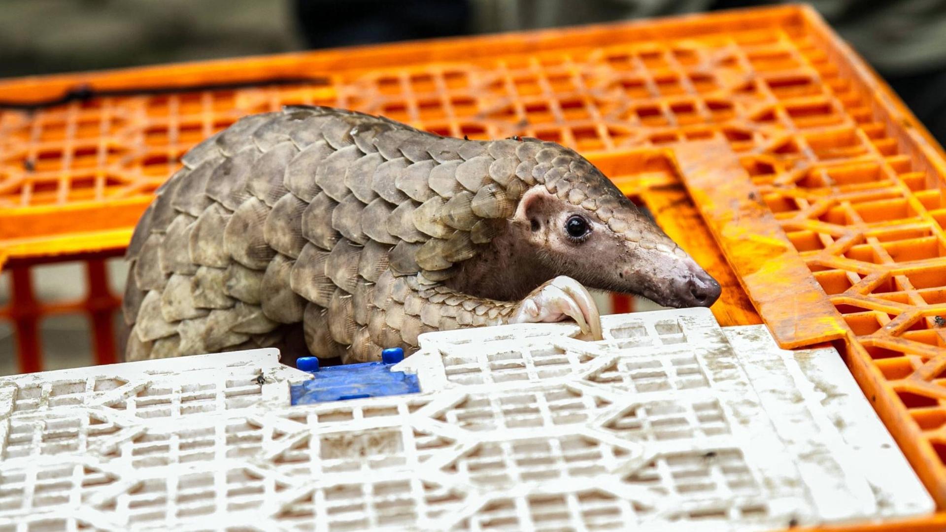 Ein Pangolin klettert aus einem Plastikkäfig. Das Bild stammt von einer Pressekonferenz von Wildhütern in Nord-Sumatra. Bei einer Aktion gegen Wildtierschmuggler waren im Juni 2017 über 200 lebende und tote Pangoline beschlagnahmt worden. Ein Pangolin klettert aus einem Plastikkäfig. Das Bild stammt von einer Pressekonferenz von Wildhütern in Nord-Sumatra. Bei einer Aktion gegen Wildtierschmuggler waren im Juni 2017 über 200 lebende und tote Pangoline beschlagnahmt worden.