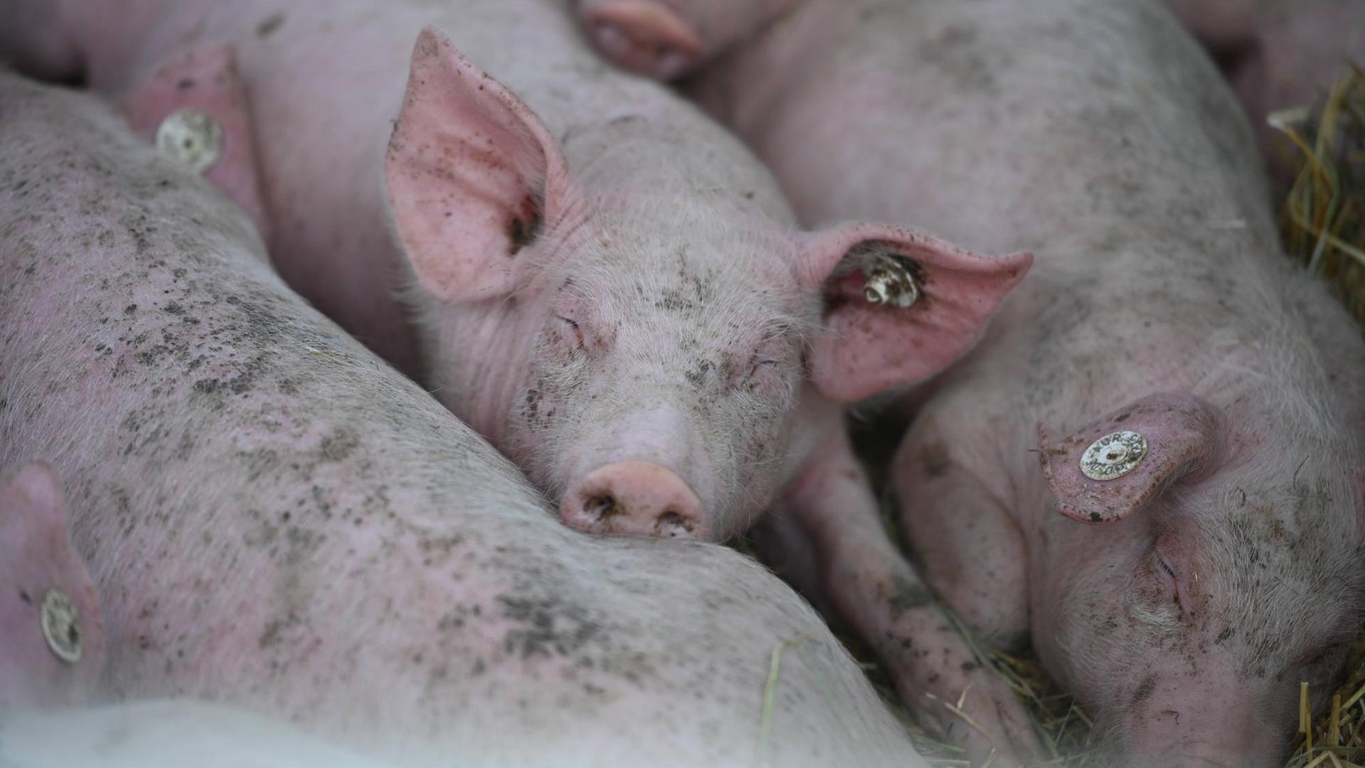 Schweinezucht nach Bioland Vorgaben Schweinezucht nach Bioland Vorgaben