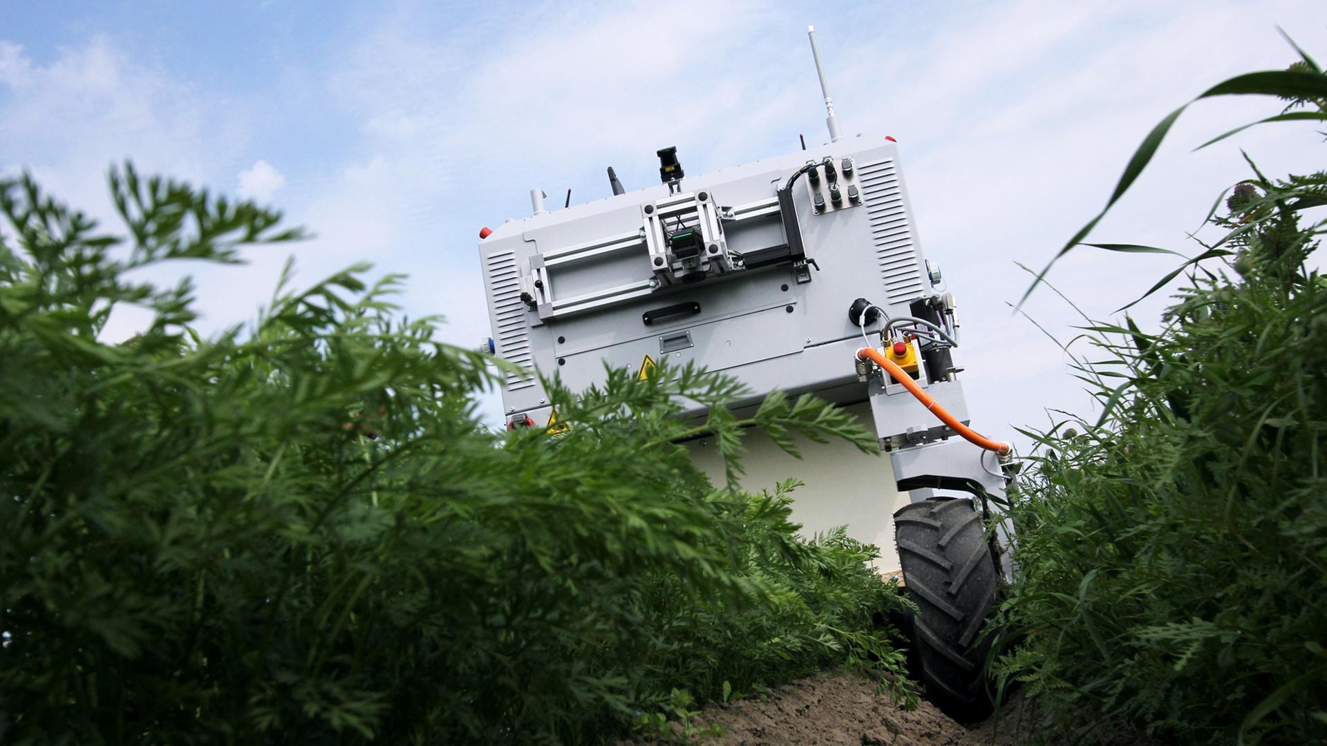 Die Fachhochschule Westküste zeigt am 17. Mai 2015 in Friedrichsgabekoog / Schleswig-Holstein das Forschungsmodell eines Unkrautjäte-Roboters. Die Fachhochschule Westküste zeigt am 17. Mai 2015 in Friedrichsgabekoog / Schleswig-Holstein das Forschungsmodell eines Unkrautjäte-Roboters.