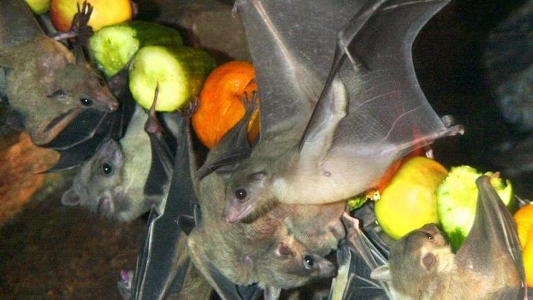Gesunde Vitamine von einer Girlande aus Obst und Gemüse naschen Nilflughunde kopfüber im Allwetterzoo Münster. Gesunde Vitamine von einer Girlande aus Obst und Gemüse naschen Nilflughunde kopfüber im Allwetterzoo Münster.