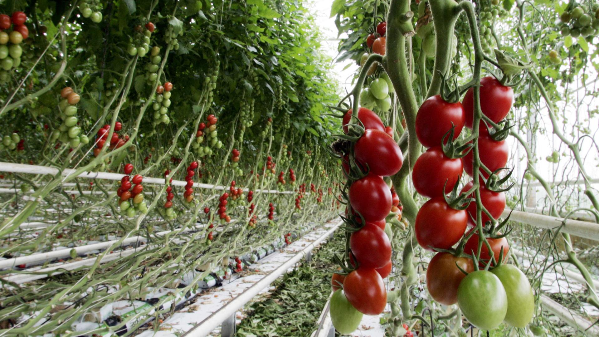 Tomaten hängen am Donnerstag (02.06.2005) im Gewächshaus des Gemüsebetriebes von Bauer van Cleef im niederrheinischen Rheurdt von der Gewächshausdecke. Für die Gewächshaus-Tomaten ist der Monat Juni die günstigste Erntezeit.