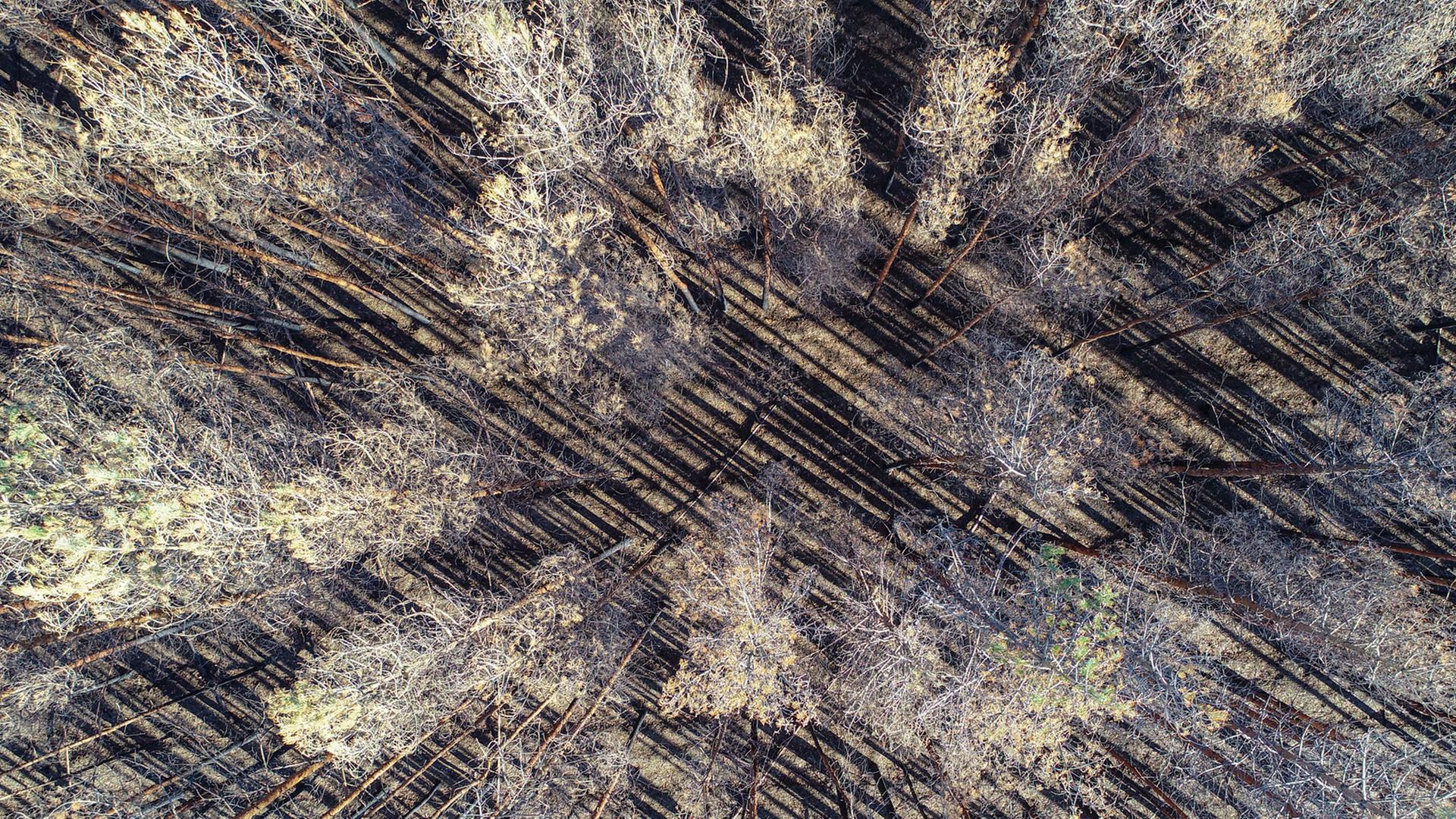 Verbrannter Wald rund um Treuenbrietzen: Drohnen-Aufnahme aus dem Februar 2019. Verbrannter Wald rund um Treuenbrietzen: Drohnen-Aufnahme aus dem Februar 2019.