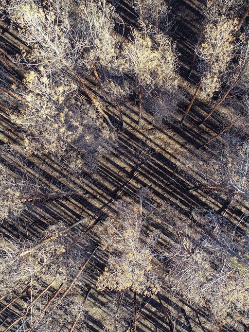 Verbrannter Wald rund um Treuenbrietzen: Drohnen-Aufnahme aus dem Februar 2019.
