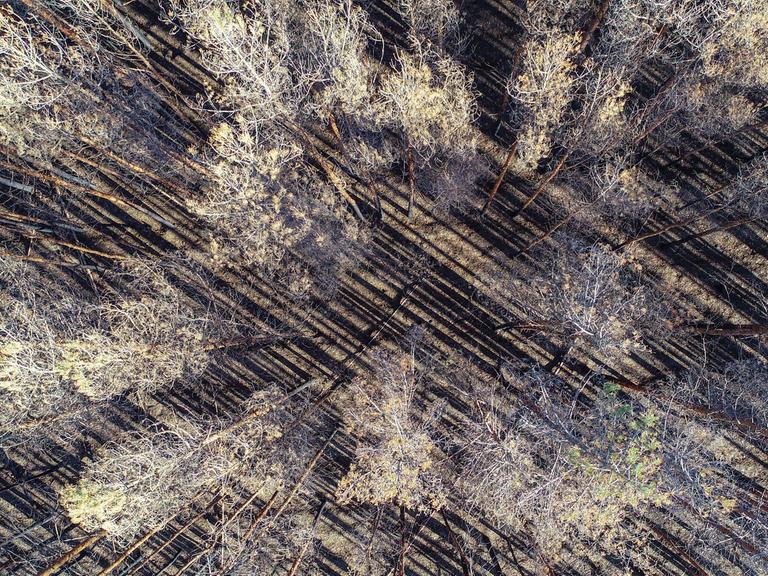 Verbrannter Wald rund um Treuenbrietzen: Drohnen-Aufnahme aus dem Februar 2019.
