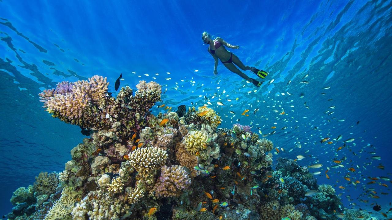 Eine Frau taucht im Roten Meer Eine Frau taucht im Roten Meer