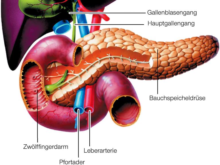 Die Grafik zeigt die Lage und den Aufbau von Leber, Gallenblase und Bauchspeicheldrüse.