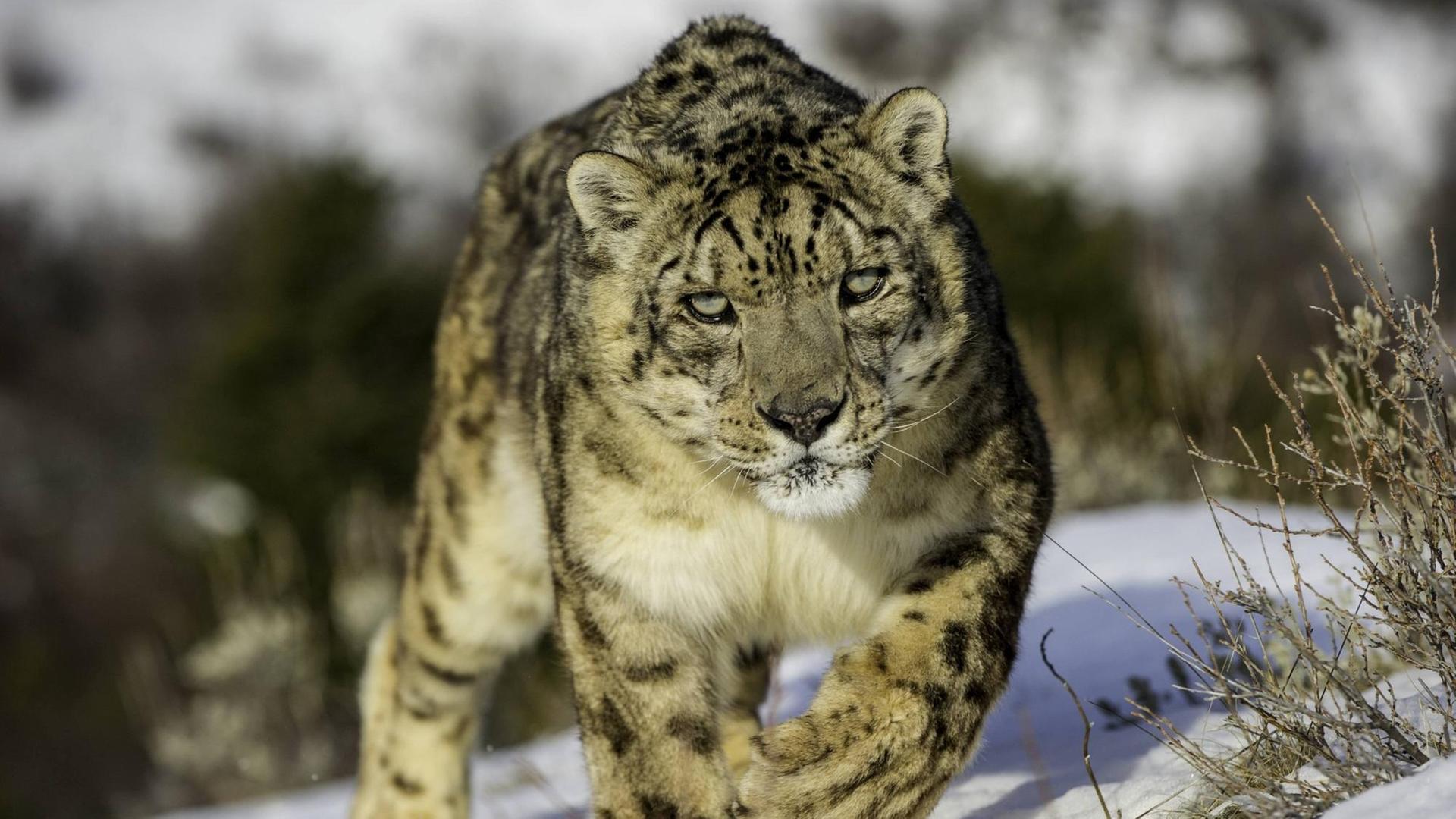 Schneeleopard (Panthera uncia or Uncia uncia), in Montana, USA Schneeleopard (Panthera uncia or Uncia uncia), in Montana, USA
