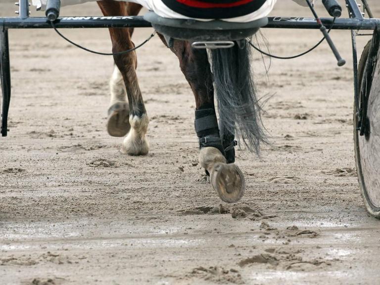 Symbolfoto Trabfahren: Teil eines Pferd-Sulky-Gespanns von hinten
