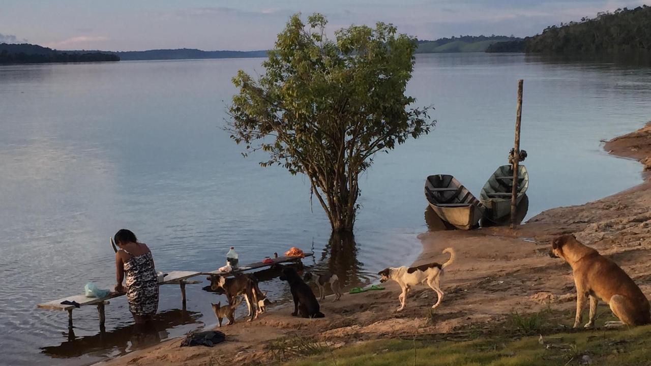 Eine Frau arbeitet an einem Tisch, der wie sie im Wasser steht  neben einem einzelnen Baum und wird beobachtet von Hunden.
