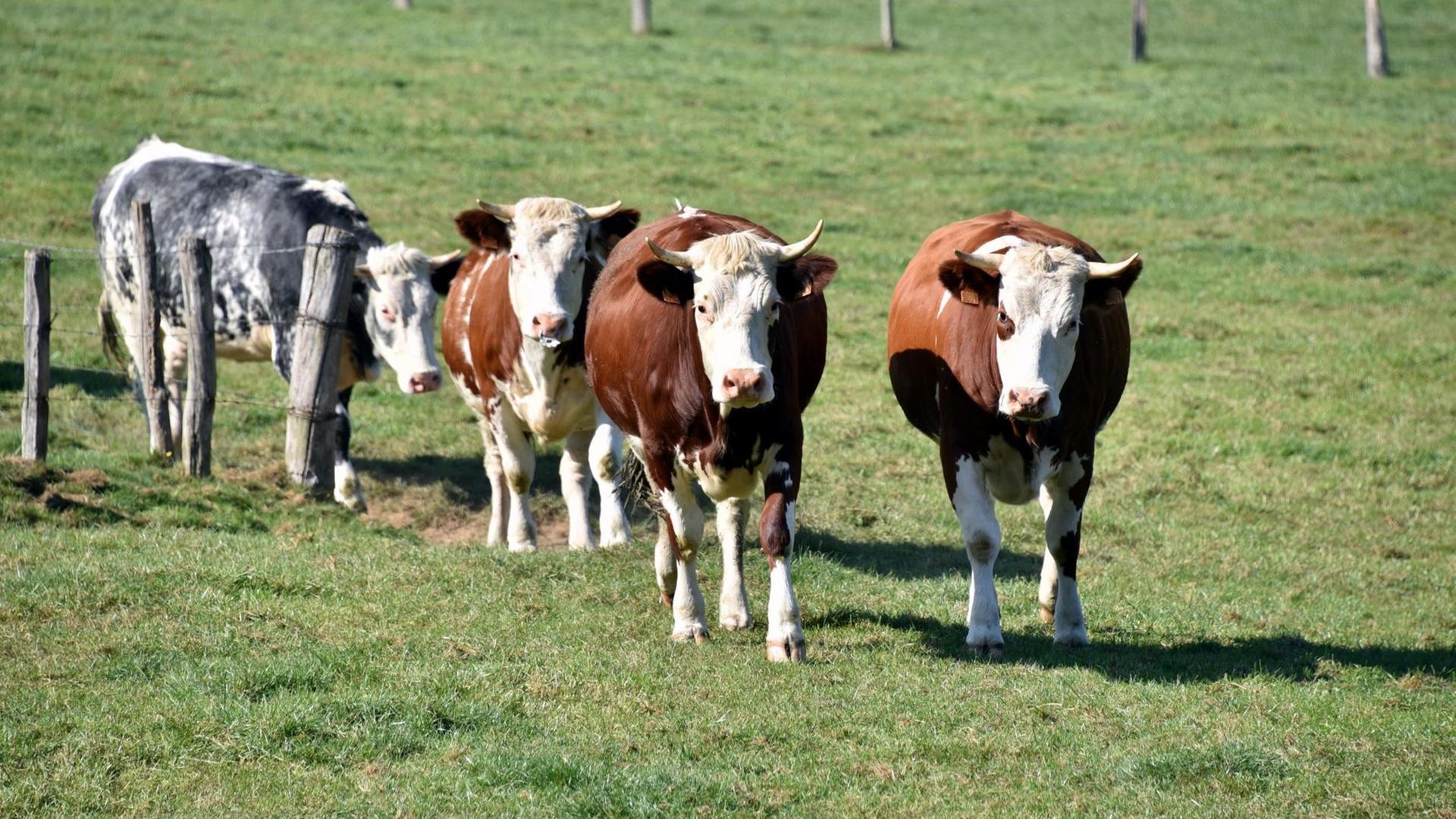 Braun-weiße Kühe stehen auf einer Wiese. Braun-weiße Kühe stehen auf einer Wiese.