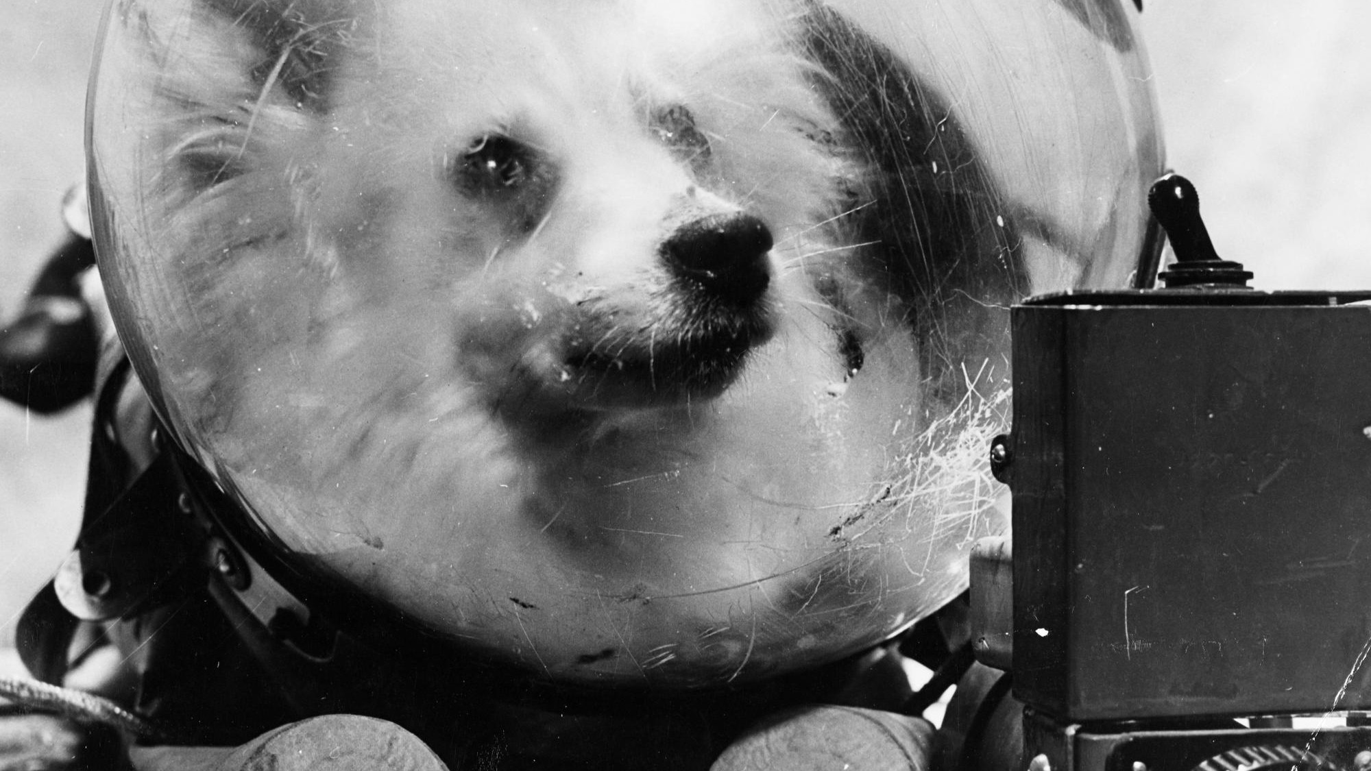Какие собаки были в космосе первыми. Собаки космонавты. Животные в космосе. Первые полеты в космос животных. Первые космонавты животные.