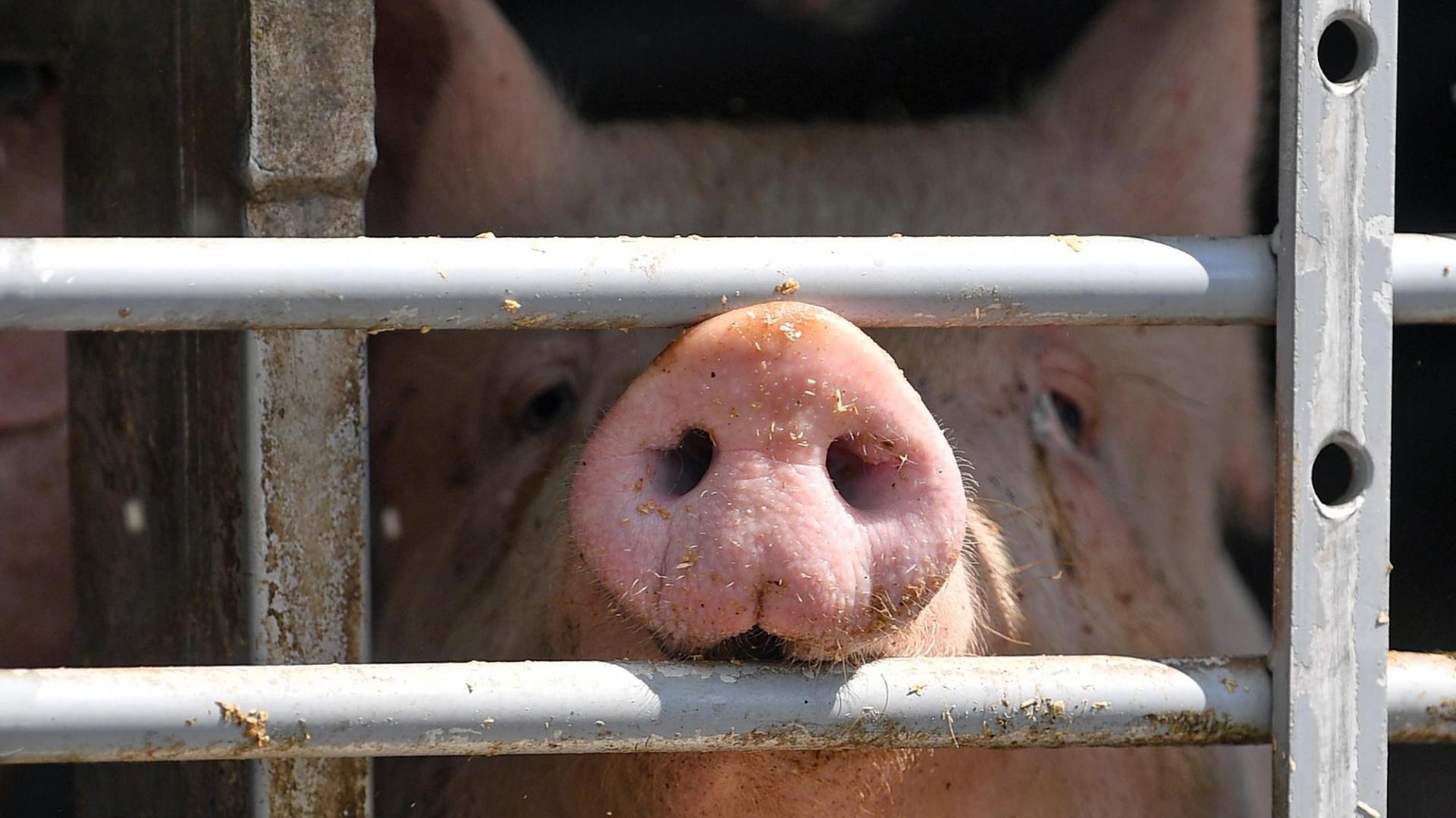 Ein Schwein ist hinter dem vergitterten Fenster eines Tiertransportes. Ein Schwein ist hinter dem vergitterten Fenster eines Tiertransportes.