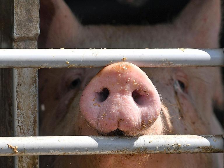 Ein Schwein ist hinter dem vergitterten Fenster eines Tiertransportes.
